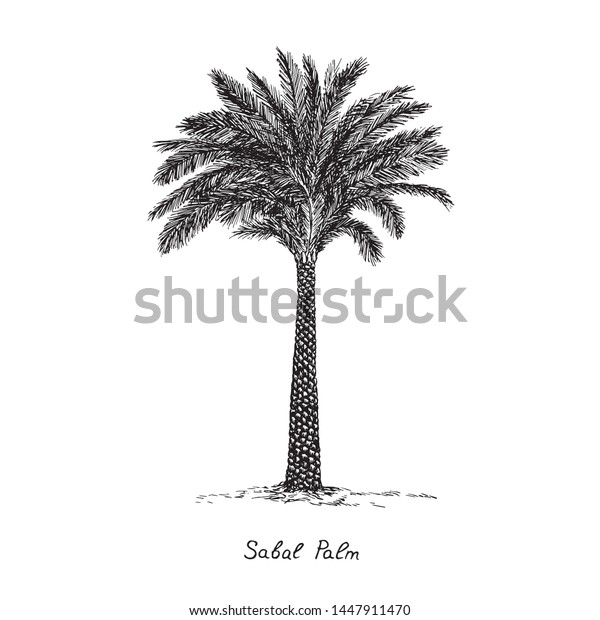 Sabal Palm\
(cabbage-palm, palmetto, cabbage, blue, Carolina or common\
palmetto, swamp cabbage) tree silhouette, hand drawn gravure style,\
vector sketch illustration with\
inscription