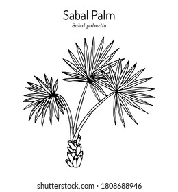 Sabal palm, or cabbage-palm (Sabal palmetto), state tree of Florida and South Carolina. Hand drawn botanical vector illustration