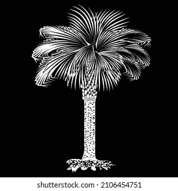 Sabal palm - white drawing on a black background. Vector illustration