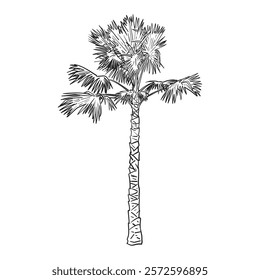 Sabal palmetto (Cabbage palm) drawing, isolated on white background, Vector Sketch illustration.