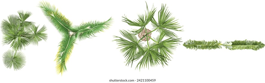 Sabal palmetto,Sabal_palmetto,Ravenalamadagascariensis ,dypsis_ecaryi trees trees collection of top view isolated on transparent background