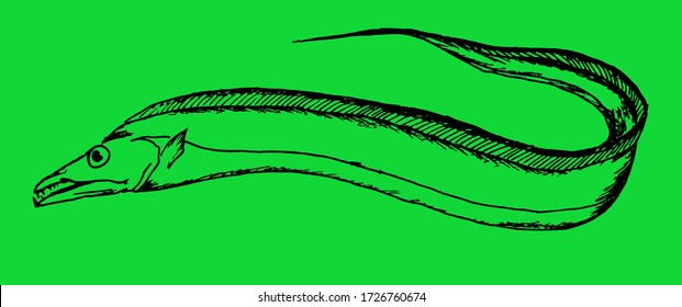 Saber fish. Hand drawn fish isolated on white. Vector illustration.