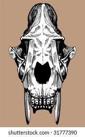 Saber Tooth Cat Skull