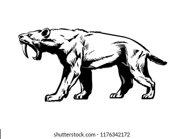 Saber toothed tiger. Smilodon. Saber-toothed cat. Prehistoric predator of 
ice Age. Hand drawn sketch style vector illustration isolated on white background.