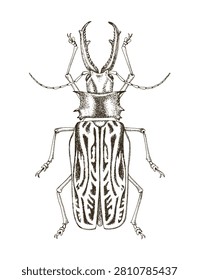 Sabertooth longhorn beetle colorful