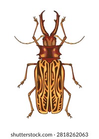 Sabertooth longhorn beetle colorful