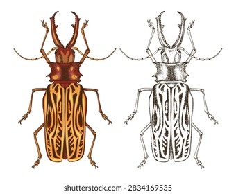 Sabertooth longhorn beetle colorful vector illustration