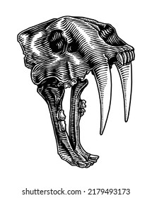 Sabertooth Skull, Hand Drawn Illustration, Isolated Vector