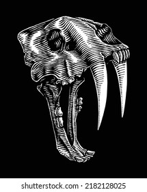 Sabertooth Skull, Hand Drawn Illustration, Isolated Vector