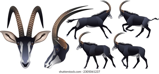 sable antelope rare african animal Hippotragus niger