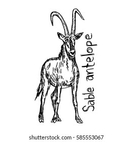 Sable antelope standing - vector illustration sketch hand drawn with black lines, isolated on white background
