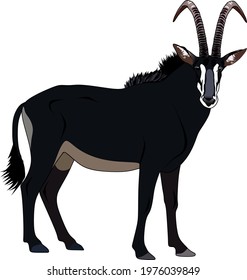 sable antelope vector animal bull