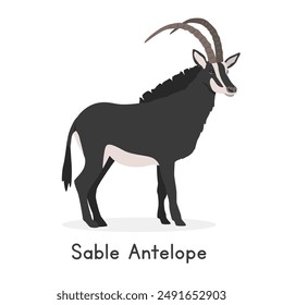 Sable antelope vector illustration, cartoon clipart character, animal in flat style. Wild animals, wild creatures, wildlife concept. Sable antelope vector design isolated on white background