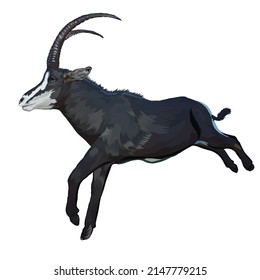 Sable antelope white background vector