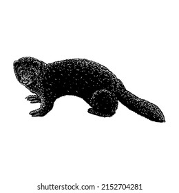 sable ferret hand drawing vector illustration isolated on white background