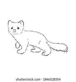 Sable or Martes zibellina, illustration of Sable. sable animal vector sketch illustration