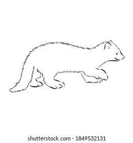 Sable or Martes zibellina, illustration of Sable. sable animal vector sketch illustration