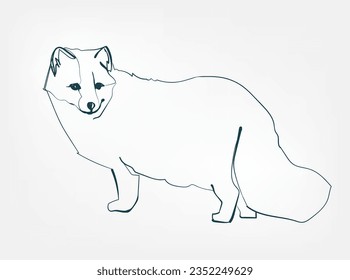 sable vector line art animal wild life single one line hand drawn illustration isolated