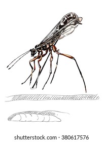 Sabre Wasp  vector image