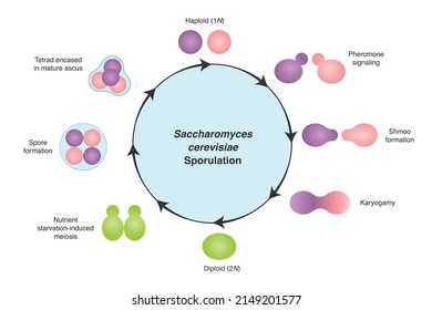 Saccharomyces Cerevisiae Sporulation Cycle Diagram