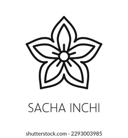 Sacha inchi flower and seeds isolated outline icon. Vector superfood sacha inchi, medicinal herb, organic food condiment thin line