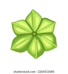 sacha inchi green cartoon. acid agriculture, dry food, inca fruit herb, herbal plukenetia, oil iodine, peanut medicinal sacha inchi green vector illustration