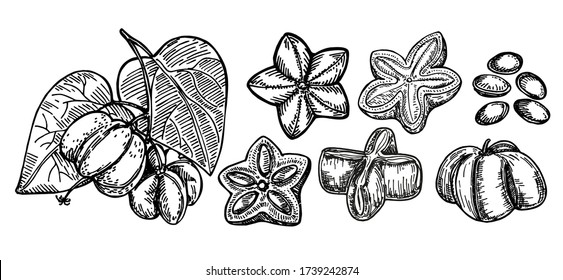 Sacha inchi plant and seed sketch. Engraved vector illustration. Medical, cosmetic plant. Sacha inchi essential oil. Cosmetics, medicine, treating, aromatherapy package design skincare.