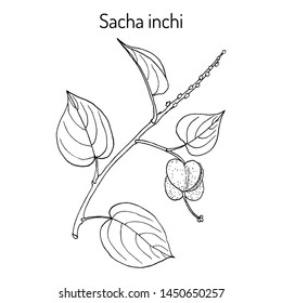 Sacha inchi (Plukenetia volubilis), medicinal plant. Hand drawn botanical vector illustration