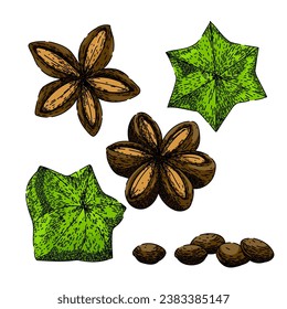 sacha inchi set hand drawn. protein plant, green brown, fresh omega sacha inchi vector sketch. isolated color illustration