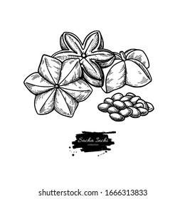 Sacha inchi vector drawing. Hand drawn peanuts and pile of seeds. Botanical illustration. Herbal engraved style sketch. Cosmetic and medical plant, essential oil ingredient.