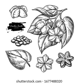 Sacha inchi vector drawing. Hand drawn branch with peanuts and leaves, pile of seeds. Botanical illustration. Herbal engraved style sketch. Cosmetic and medical plant, essential oil ingredient.