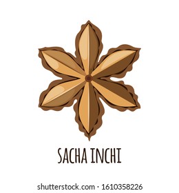 Sacha Inchi vector icon in flat style isolated on white background. Superfood sacha inchi fruit. Organic healthy dietary supplement. Vector illustration.