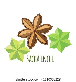 Sacha Inchi vector icon in flat style isolated on white background. Superfood sacha inchi fruit. Organic healthy dietary supplement. Vector illustration.
