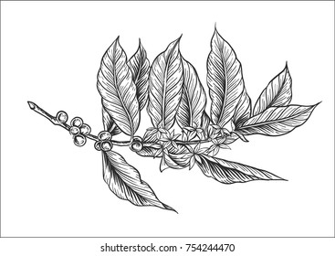 Sack with coffee beans with leaf and berry. Hand drawn sketch style. Vintage vector engraving illustration for label, web. Isolated on white background
