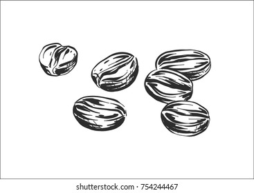 Sack with coffee beans with wooden  Hand drawn sketch style. Vintage vector engraving illustration for label, web. Isolated on white background