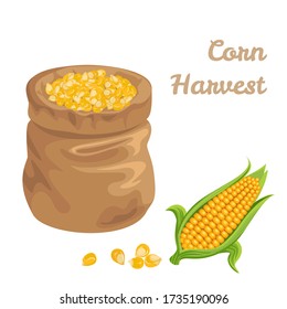 Sack full of corn isolated on white background. Vector illustration of maize and heap of yellow grain in cartoon simple flat style.