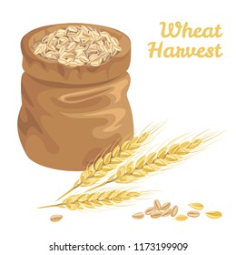  Sack with grains wheat and ears of wheat isolated on a white background. Vector illustration in a flat style. Agricultural cereals.