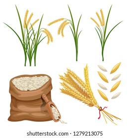 sack of paddy ears and rice vector set graphic object illustration