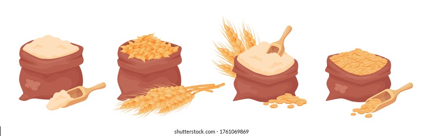 Sacks with wheat, barley grains and flour, seed of wheat in a burlap bag with wooden scoop isolated on white background. Set of natural farming food elements in cartoon style, vector