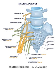 Sacral plexus brief diagram shows lumbar and sacral nerve roots, pelvis bone, and sciatic nerve branching to illustrate lower limb innervation and clinical landmarks. Outline diagram
