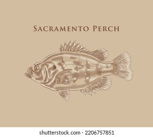 The Sacramento Perch illustration with details and highlights.