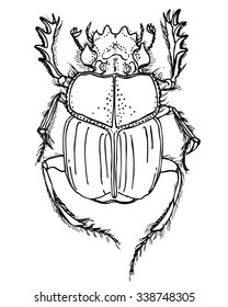 Sacred dung beetle or scarabaeus sacer ink drawing. Vector hand drawn contour of insect