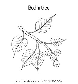 Sacred fig, or bodhi tree (Ficus religiosa), medicinal plant. Hand drawn botanical vector illustration