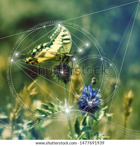 FORGET-ME-NOT Nature Plant