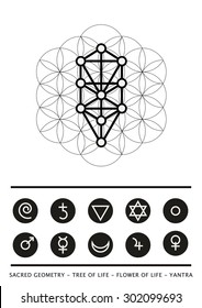 Sacred geometry - tree of life - flower of life - yantra - stock vector