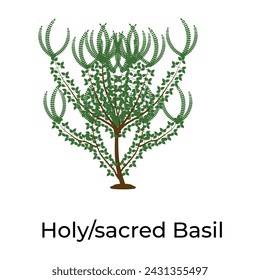 Sacred or holy basil icon design flat vector of natural tree 