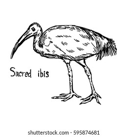 Sacred ibis walking - vector illustration sketch hand drawn with black lines, isolated on white background