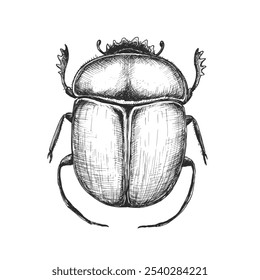 Sacred scarab sketch isolated on white background. Vintage animal bug vector illustration.