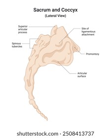 Visão lateral do sacro e cóccix