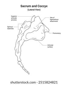 Sacro e Coccyx Visão lateral em estilo de linha